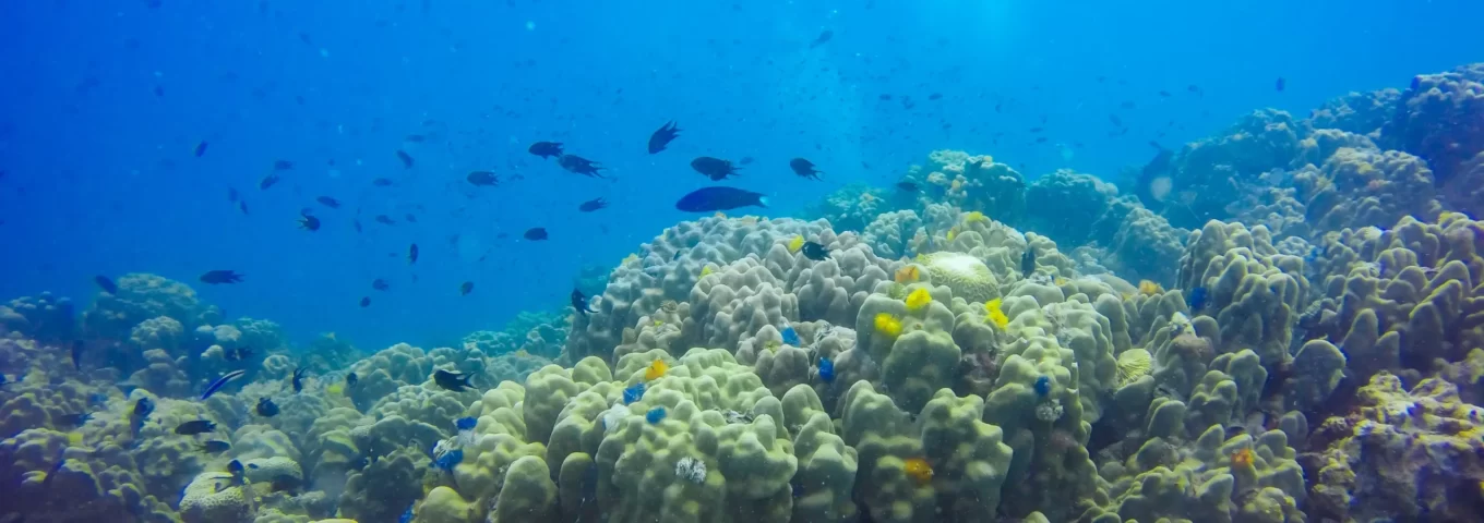 Recuperación fondo marino