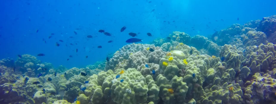 Recuperación fondo marino